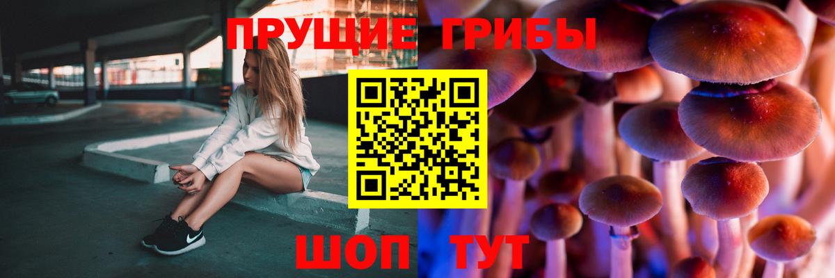 Псилоцибиновые грибы Psilocybe Лесозаводск